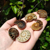 Ammonite Fossils